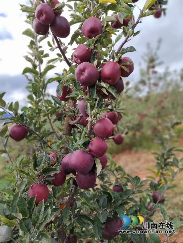 消费帮扶助农增收,乡城苹果到泸州(图1) 微信图片_20221020172339.jpg
