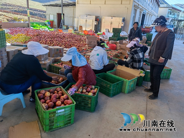 消费帮扶助农增收,乡城苹果到泸州(图2) 微信图片_20221020172402.jpg