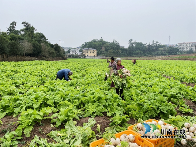龙马潭: 抢抓农业生产,保障群众“菜篮子”(图3) 大棚周围,20余亩萝卜长势喜人,一片茵绿,村民们正背着背篓,在田间采摘新鲜的萝卜。 (1).jpg