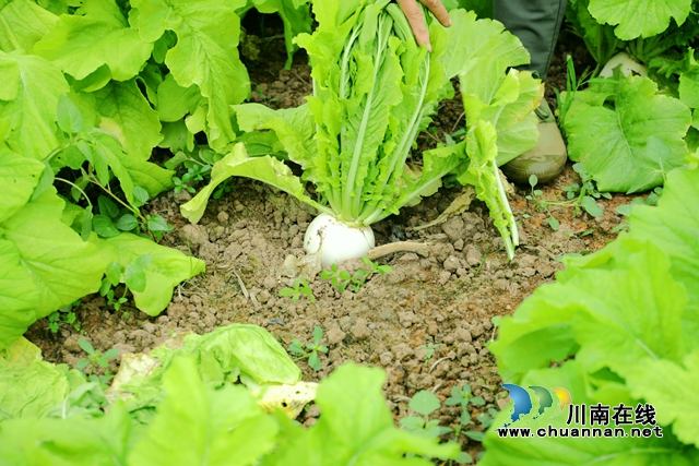 大棚周围，20余亩萝卜长势喜人，一片茵绿，村民们正背着背篓，在田间采摘新鲜的萝卜。 (1) (1).JPG