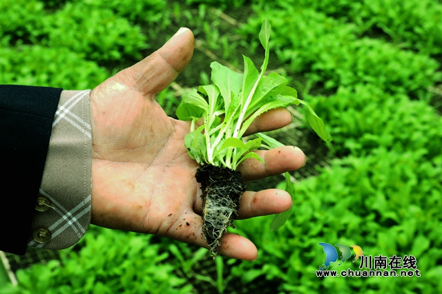 根系发达的蔬菜苗.JPG