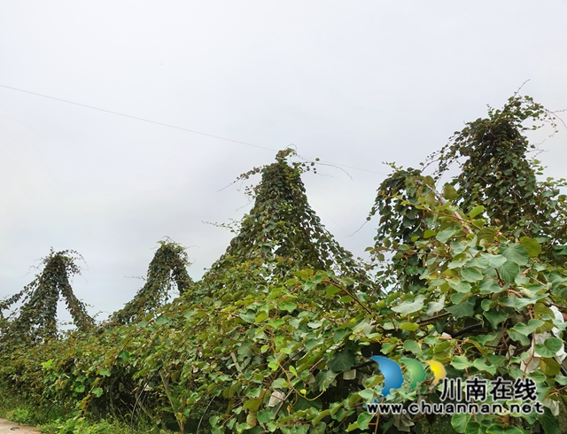 古蔺东新:“小火车”驶进乡贤产业园,农业科技上山进村(图3) 6f17a1fe7bdc3e60e09b1310000ec31.jpg