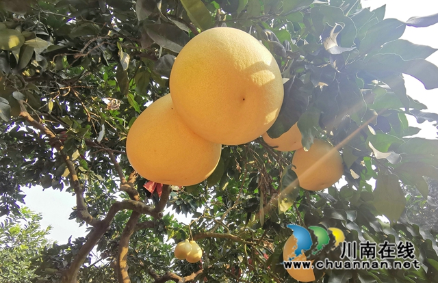 古蔺永乐:“柚”香“柚”甜,乡贤带头助力乡村振兴(图1) 两河口村蜜柚 (1).jpg