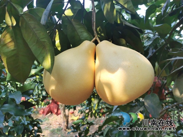 古蔺永乐:“柚”香“柚”甜,乡贤带头助力乡村振兴(图2) 两河口村蜜柚 (3).jpg