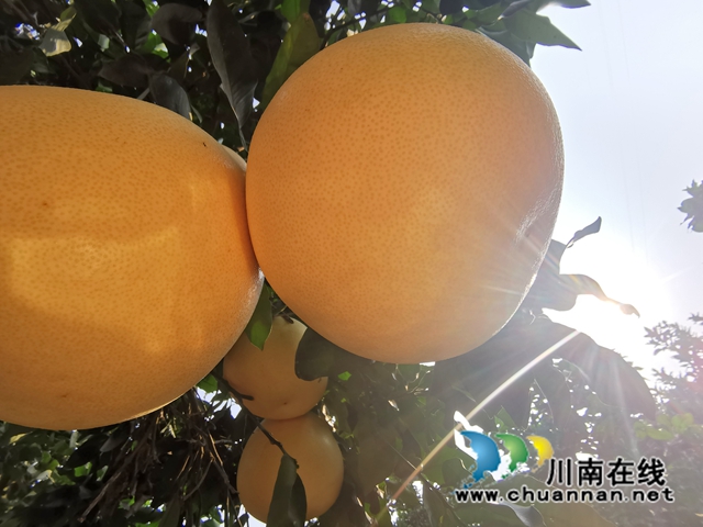 古蔺永乐:“柚”香“柚”甜,乡贤带头助力乡村振兴(图3) 两河口村蜜柚 (4).jpg