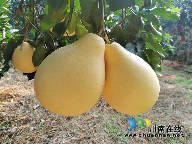 古蔺永乐:“柚”香“柚”甜,乡贤带头助力乡村振兴(图4) 两河口村蜜柚 (5).jpg