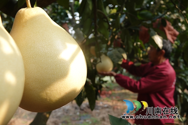 古蔺永乐:“柚”香“柚”甜,乡贤带头助力乡村振兴(图7) 阮方超采摘蜜柚 (2).jpg