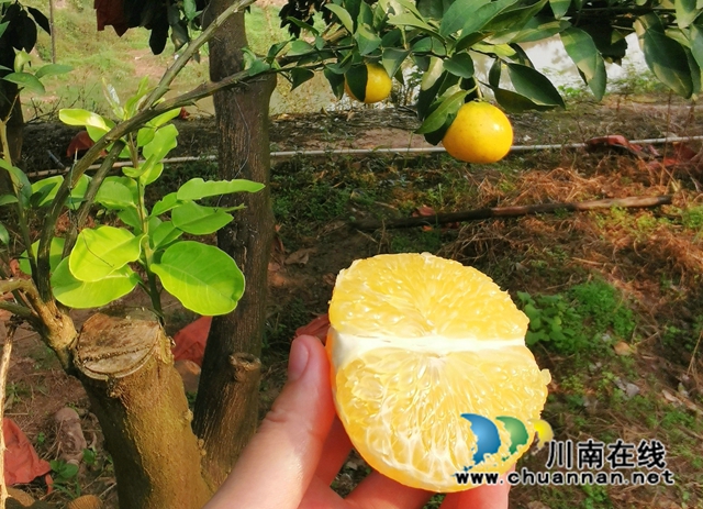 古蔺永乐:“柚”香“柚”甜,乡贤带头助力乡村振兴(图9) 正在改良的橙子.jpg