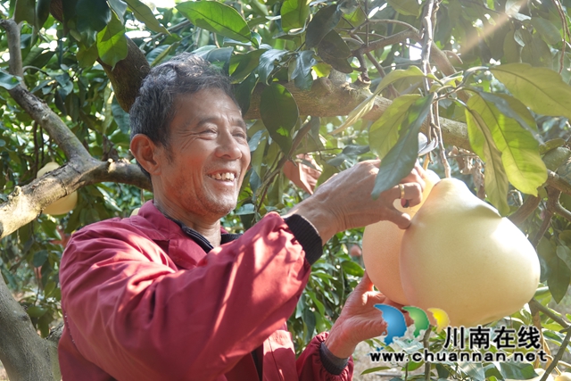 古蔺永乐:“柚”香“柚”甜,乡贤带头助力乡村振兴(图8) 阮方超采摘蜜柚.jpg