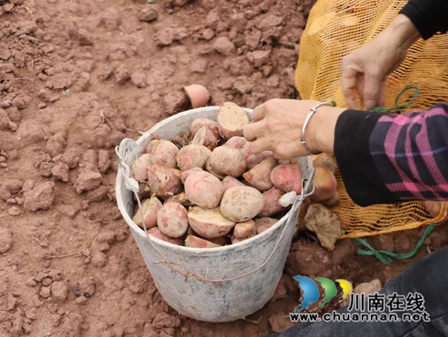 泸县毗卢镇拓展统战工作复耕撂荒土地(图2) 微信图片_20221014175734.jpg