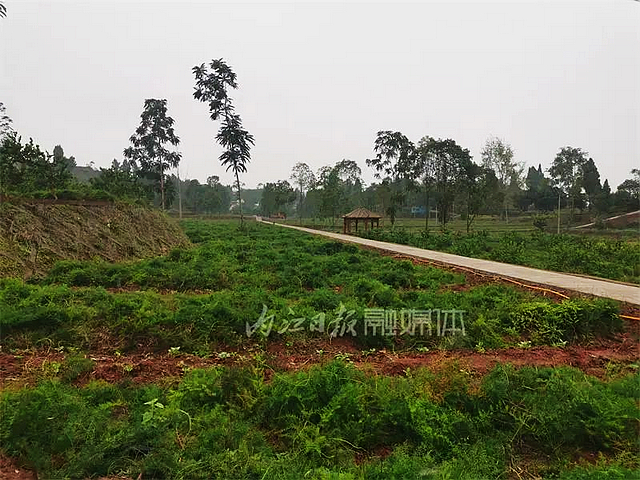 立下“军令状”！内江这里要在年底前完成3万亩天冬种植——