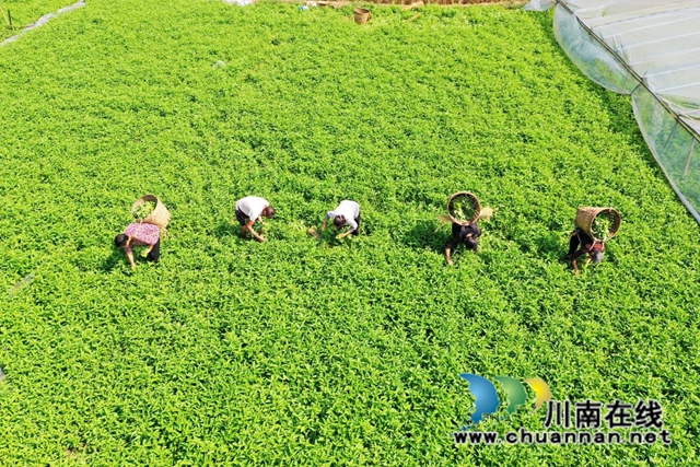 泸县“乡贤农场”带动村民脱贫致富(图1) 图片1.jpg