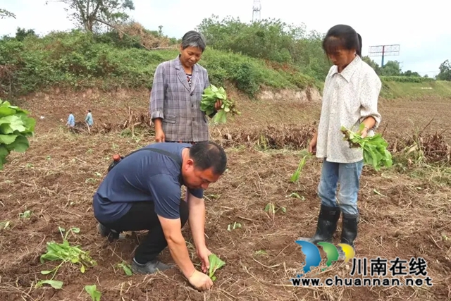 泸县福集镇:秋播秋种一片忙,田间地头“沃”希望(图2) 图片2.jpg