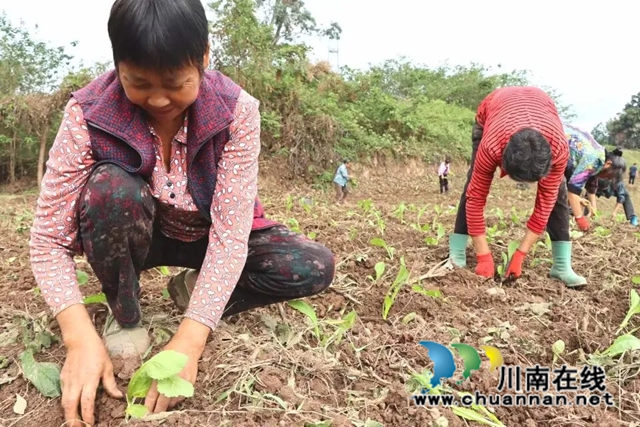 泸县福集镇:秋播秋种一片忙,田间地头“沃”希望(图3) 图片3.jpg
