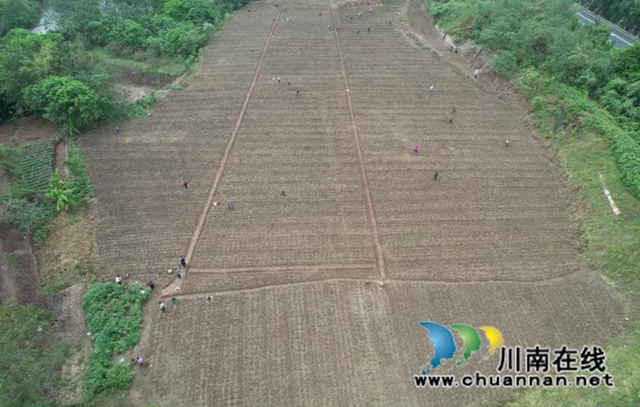 泸县福集镇:秋播秋种一片忙,田间地头“沃”希望(图4) 图片4.jpg