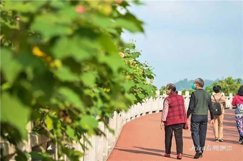 好美啊!长约1公里,内江城区这里有条“芙蓉道”(图8) 8.jpg