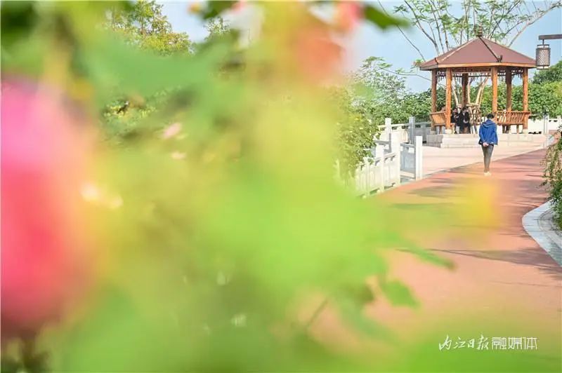 好美啊!长约1公里,内江城区这里有条“芙蓉道”(图7) 7.jpg