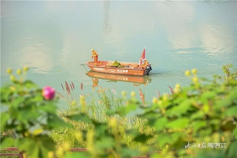 好美啊!长约1公里,内江城区这里有条“芙蓉道”(图2) 2.jpg