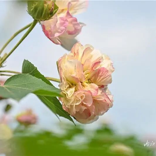 好美啊!长约1公里,内江城区这里有条“芙蓉道”(图4) 4.jpg