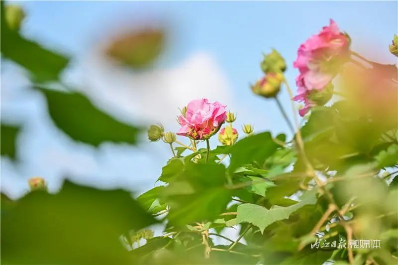 好美啊!长约1公里,内江城区这里有条“芙蓉道”(图6) 6.jpg