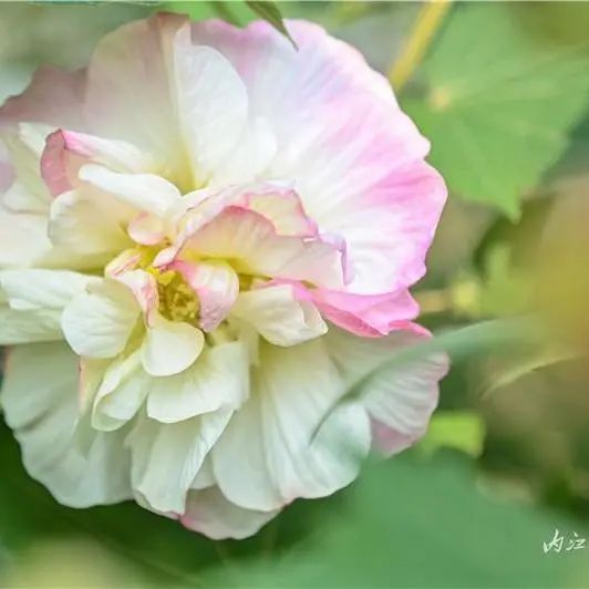 好美啊!长约1公里,内江城区这里有条“芙蓉道”(图5) 5.jpg