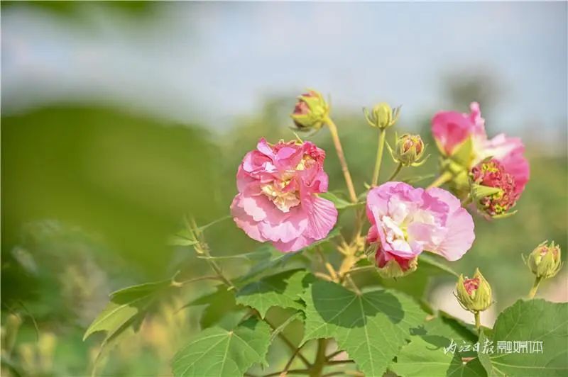 好美啊!长约1公里,内江城区这里有条“芙蓉道”(图3) 3.jpg