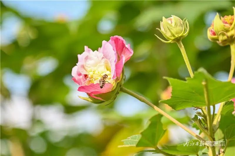 好美啊!长约1公里,内江城区这里有条“芙蓉道”(图9) 9.jpg