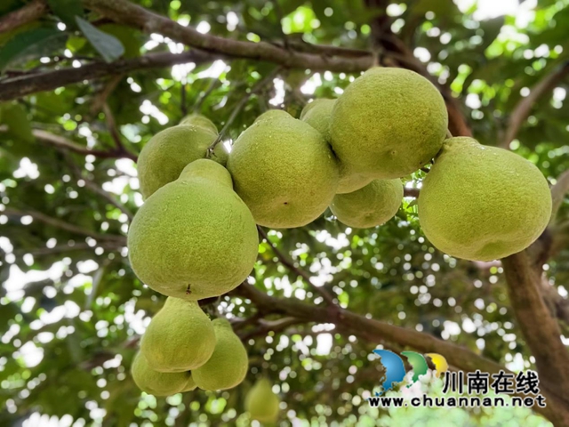 合江县真龙镇:柚树结硕果,乡贤助农再创收(图1) 1.jpg