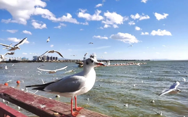 【围观】红嘴鸥来泸州了！