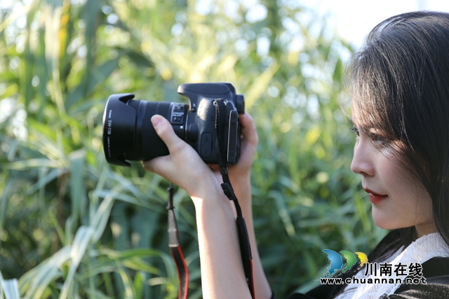 在泸州市龙马潭区罗汉街道老鹰坵湿地公园，天高云淡，风清气爽，市民们正在芦苇荡中拍照打卡，连片的芦苇荡在夕阳的照射下散发出金黄色的光泽。 (1).JPG