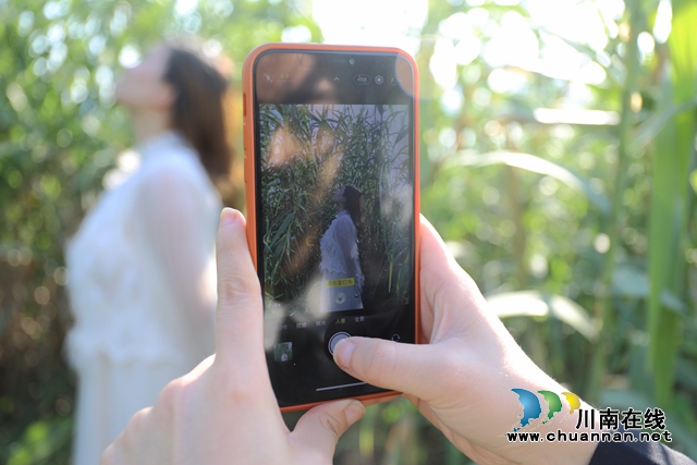 在泸州市龙马潭区罗汉街道老鹰坵湿地公园，天高云淡，风清气爽，市民们正在芦苇荡中拍照打卡，连片的芦苇荡在夕阳的照射下散发出金黄色的光泽。 (4).JPG