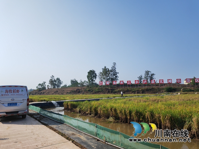 收购车开进泸县玄滩镇新山村稻虾养殖基地（曾佐然摄）.jpg