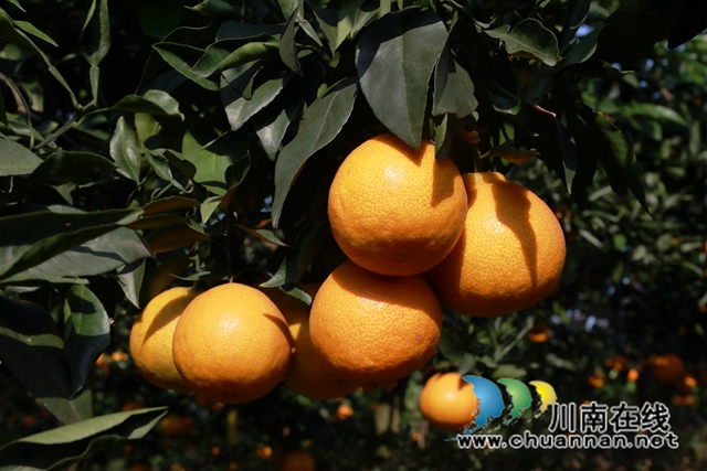 3金灿灿的爱媛橙.JPG
