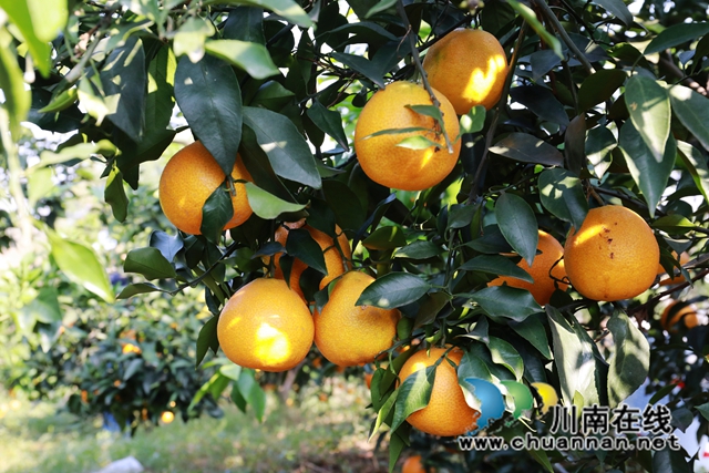 5爱媛橙挂满枝头.JPG