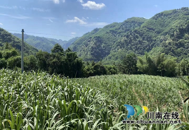 合江县凤鸣镇:金牧粮草蓬勃生,种养循环产业兴(图2) 1667450526964.jpg