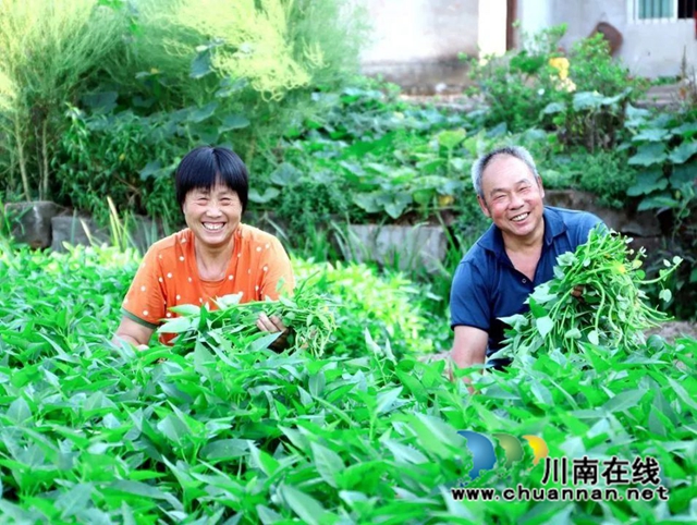 泸县:乡贤护理蔬菜园,丰收季节笑开颜(图2) 微信图片_20221019172920.jpg