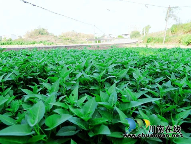 泸县:乡贤护理蔬菜园,丰收季节笑开颜(图1) 微信图片_20221019172909.jpg