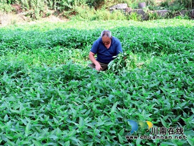 泸县:乡贤护理蔬菜园,丰收季节笑开颜(图3) 微信图片_20221019172925.jpg