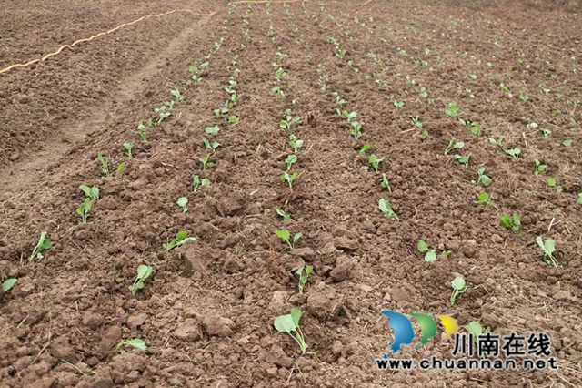 泸县毗卢镇:乡村振兴不松劲,深秋油菜种植忙(图1) 微信图片_20221104092705.jpg