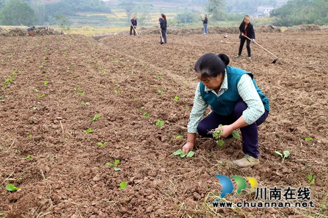 泸县毗卢镇:乡村振兴不松劲,深秋油菜种植忙(图2) 微信图片_20221104092640.jpg