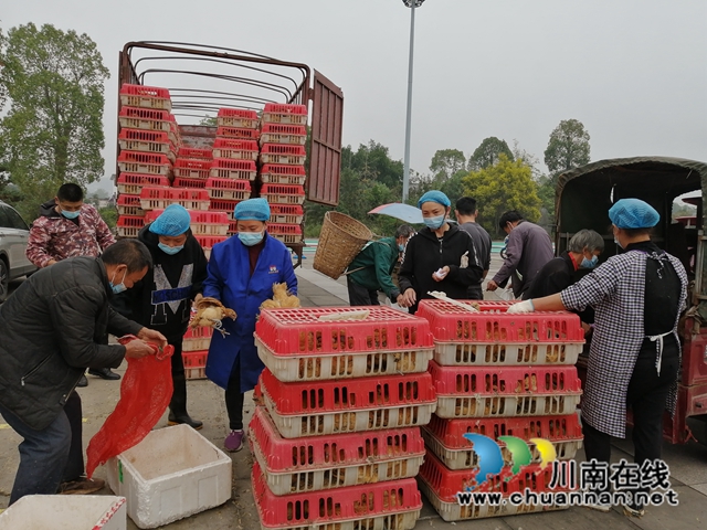 泸县残联为立石镇困难残疾户免费发放鸡苗1440只(图1) 35c17a2ecdc141a0d60abf65603b5ad.jpg