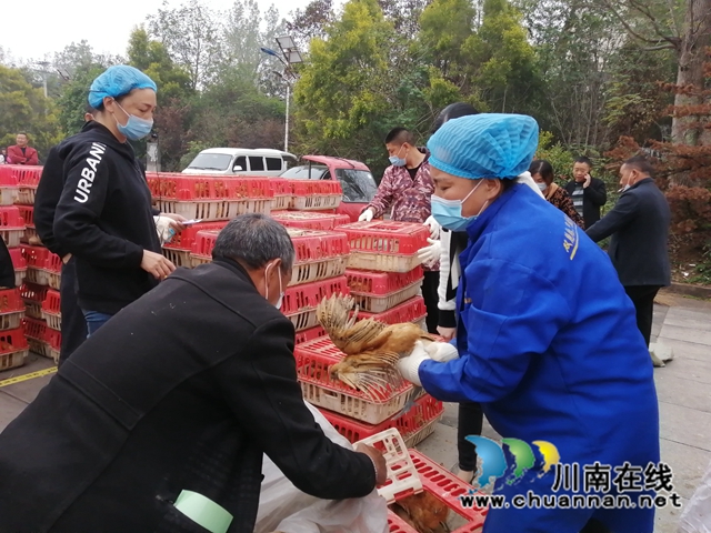 泸县残联为立石镇困难残疾户免费发放鸡苗1440只(图2) 工作人员为残疾人装鸡苗.jpg