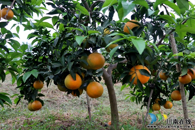 返乡乡贤韩定帮 立志荒山变果园(图1) 1.jpg