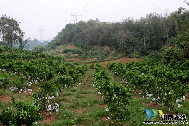返乡乡贤韩定帮 立志荒山变果园(图2) 2.jpg