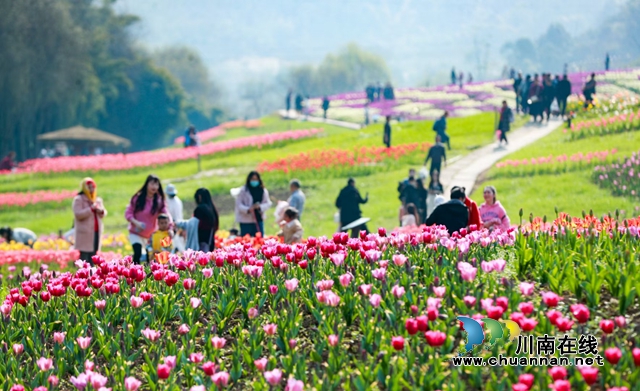 花田酒地4A景区各色花卉开放，游人如织。.jpg