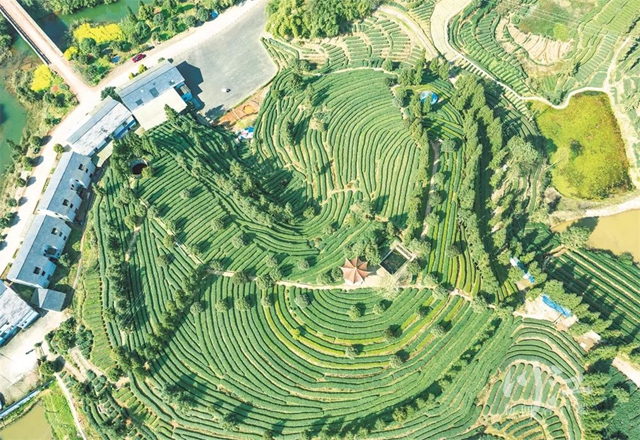 观察丨从茶博会看泸州如何书写新“茶经”？