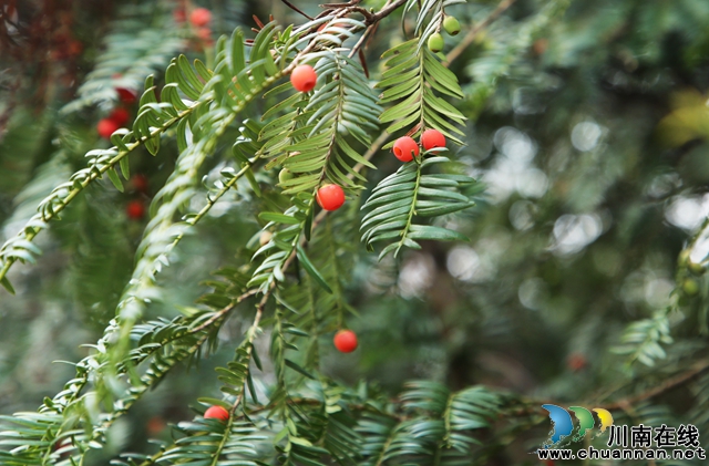 红彤彤的红豆杉果.jpg