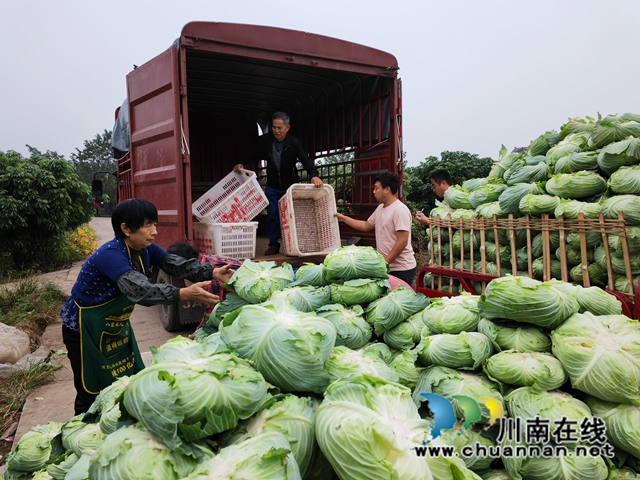 泸县收发展蔬菜（曾佐然摄）.jpg