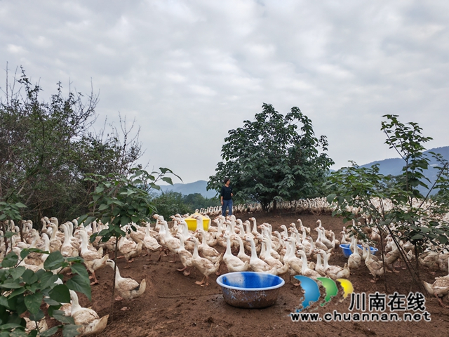泸县百家和家庭农场利用荒山荒坡养殖鹅（曾佐然摄）.jpg