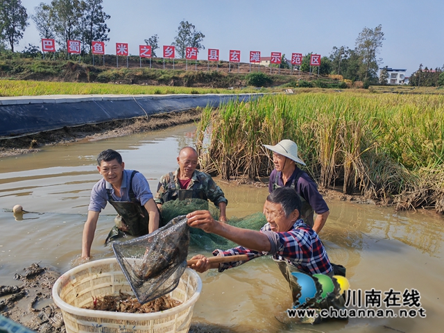 泸县双稻双虾丰收（曾佐然摄）.jpg